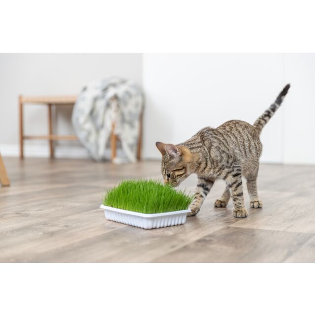 Hierba para gatos i gatitos bandeja 100g