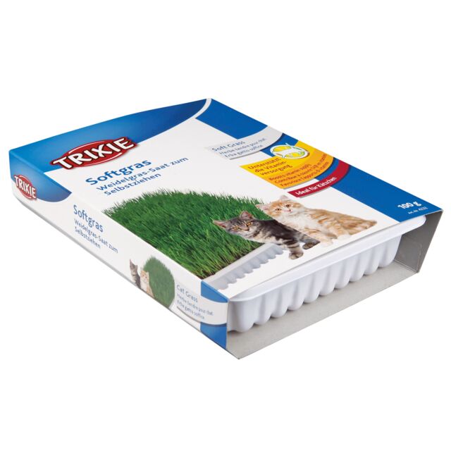 Hierba para gatos i gatitos bandeja 100g