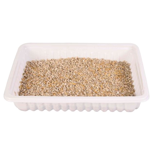 Hierba para gatos i gatitos bandeja 100g