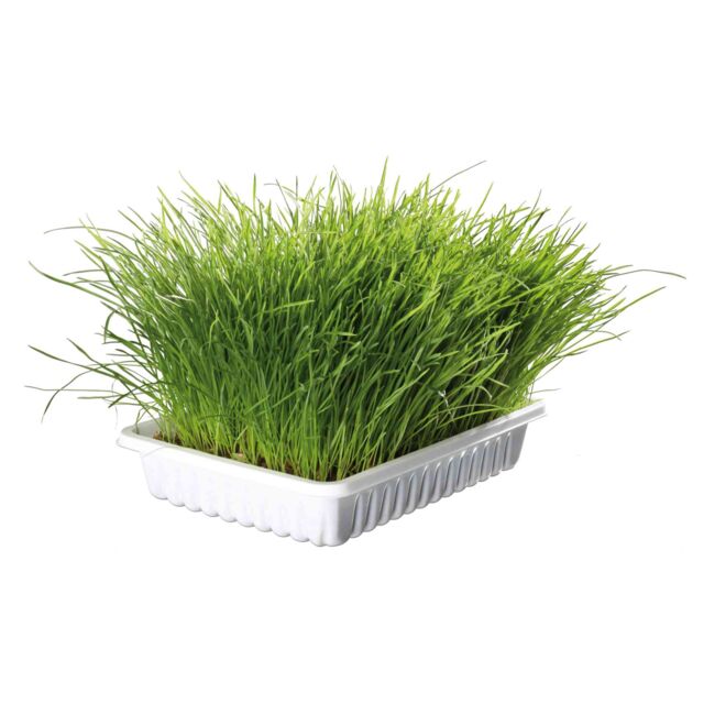 Hierba para gatos i gatitos bandeja 100g