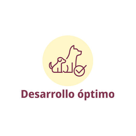 Mini Junior Duck & Salmon